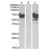 HEK293 lysate (10 µg protein in RIPA buffer) overexpressing Human EPM2AIP1 with DYKDDDDK tag probed with EPM2AIP1 Antibody Cat.-No AP23655PU-N (1 µg/ml) in Lane A and probed with anti-DYKDDDDK Tag (1/1000) in lane C. Mock-transfected HEK293 probed with AP23655PU-N (1 mg/ml) in Lane B. Primary incubations were for 1 hour. Detected by chemiluminescence.