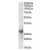 AP23674PU-N Galectin-3 antibody staining of Mouse Heart lysate at 0.5 µg/ml(35 µg protein in RIPA buffer). Primary incubation was 1 hour. Detected by chemiluminescence.