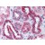Human Kidney: Formalin-Fixed, Paraffin-Embedded (FFPE)