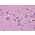 Human Brain, Cortex: Formalin-Fixed, Paraffin-Embedded (FFPE)