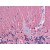 Human Brain, Cerebellum: Formalin-Fixed, Paraffin-Embedded (FFPE)