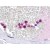 Human Neutrophils: Formalin-Fixed, Paraffin-Embedded (FFPE)