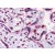 Human Placenta: Formalin-Fixed, Paraffin-Embedded (FFPE)