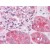 Human Kidney: Formalin-Fixed, Paraffin-Embedded (FFPE)