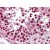 Human Testis: Formalin-Fixed, Paraffin-Embedded (FFPE)