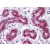 Human Breast: Formalin-Fixed, Paraffin-Embedded (FFPE) at 5 µg/ml after heat-induced antigen retrieval.