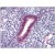 Human Uterus: Formalin-Fixed, Paraffin-Embedded (FFPE)
