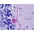 Human Brain, cerebellum: Formalin-Fixed, Paraffin-Embedded (FFPE)