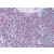 Human Spleen: Formalin-Fixed, Paraffin-Embedded (FFPE)