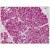 SLIT1 antibody staining of Formalin-Fixed, Paraffin-Embedded Human Pancreas.