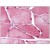 Human Skeletal Muscle: Formalin-Fixed, Paraffin-Embedded (FFPE)