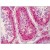 Human Testis: Formalin-Fixed, Paraffin-Embedded (FFPE)