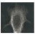 Immunofluorescence of MCF-7 cells stained with antibody at 1/50 dilution.