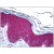Human Skin: Formalin-Fixed, Paraffin-Embedded (FFPE)