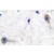 Immunohistochemistry (IHC) analysis of Patched antibody (Cat.-No.: AP06278PU-N) in paraffin-embedded human brain tissue.