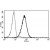 A typical staining pattern with the B-E3 monoclonal antibody of granulocytes
