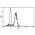 A typical staining pattern with the B-T7 monoclonal antibody of monocytes