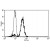 A typical staining pattern with the B-T7 monoclonal antibody of monocytes