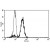 A typical staining pattern with the B-T7 monoclonal antibody of monocytes