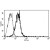 A typical staining pattern with the B-E47 monoclonal antibody of Eahy 926 cell line