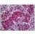 Human Adrenal: Formalin-Fixed, Paraffin-Embedded (FFPE)