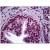 Human Prostate: Formalin-Fixed, Paraffin-Embedded (FFPE)