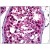 Human Testis: Formalin-Fixed, Paraffin-Embedded (FFPE)