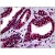 Human Prostate: Formalin-Fixed, Paraffin-Embedded (FFPE)