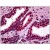 Human Prostate: Formalin-Fixed, Paraffin-Embedded (FFPE)