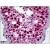 Human Testis: Formalin-Fixed, Paraffin-Embedded (FFPE)