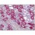 Human Kidney, Tubules: Formalin-Fixed, Paraffin-Embedded (FFPE)