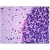 Formalin-Fixed, Paraffin-Embedded Rat Brain, Purkinje stained with ARHGEF9 Antibiody Cat.-No AP31374PU-N at 10 µg/ml after heat-induced antigen retrieval.
