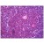 Human Thymus: Formalin-Fixed, Paraffin-Embedded (FFPE).