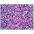 Human Spleen: Formalin-Fixed, Paraffin-Embedded (FFPE)