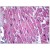 Human Heart: Formalin-Fixed, Paraffin-Embedded (FFPE)