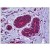 Human Breast: Formalin-Fixed, Paraffin-Embedded (FFPE)