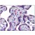 Human Placenta: Formalin-Fixed, Paraffin-Embedded (FFPE)