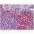 Human Spleen: Formalin-Fixed, Paraffin-Embedded (FFPE)