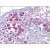 Human Testis: Formalin-Fixed, Paraffin-Embedded (FFPE)