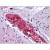 Human Colon, Submucosal Plexus: Formalin-Fixed, Paraffin-Embedded (FFPE)