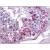 Human Testis: Formalin-Fixed, Paraffin-Embedded (FFPE)