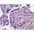 Human Placenta: Formalin-Fixed, Paraffin-Embedded (FFPE)