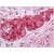 Human Colon, Myenteric Plexus: Formalin-Fixed, Paraffin-Embedded (FFPE)