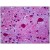 Rat Brain: Formalin-Fixed, Paraffin-Embedded (FFPE)