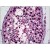 Human Testis: Formalin-Fixed, Paraffin-Embedded (FFPE)