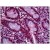 Human Small Intestine: Formalin-Fixed, Paraffin-Embedded (FFPE)