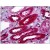 Human Kidney, Tubules: Formalin-Fixed, Paraffin-Embedded (FFPE)