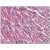 Human Heart: Formalin-Fixed, Paraffin-Embedded (FFPE)