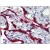 Human Placenta: Formalin-Fixed, Paraffin-Embedded (FFPE)