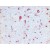 Cat.-No. AM21050PU-N (Clone 4ERbeta-2D7) ESTRB antibody staining of Human Hypothalamus Paraffin Section.